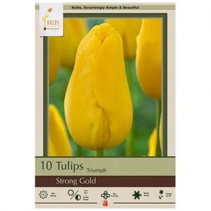 TULIP TRIUMPH ‘STRONG GOLD’ – 10 PACK