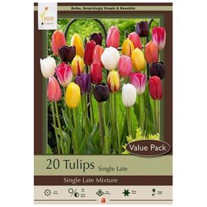 TULIP SINGLE LATE MIX – 20 VALUE PACK