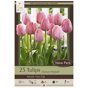 TULIP DARWIN HYBRID ‘MYSTIC VAN EIJK’ – 25 VALUE PACK