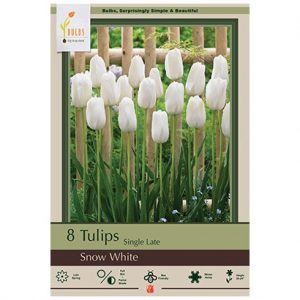 TULIP SINGLE LATE ‘SNOW WHITE’ – 8 PACK