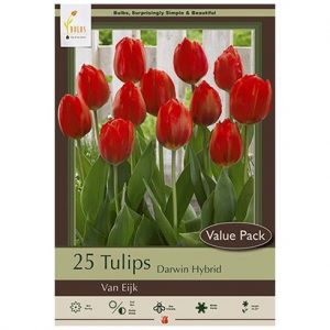 TULIP DARWIN HYBRID ‘VAN EIJK’ – 25 VALUE PACK