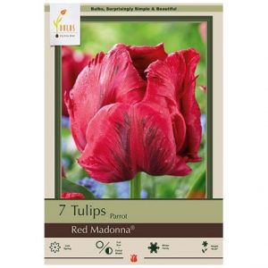 TULIP PARROT ‘RED MADONNA’ – 7 PACK