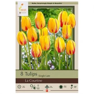 TULIP SINGLE LATE ‘LA COURTINE’ – 8 PACK