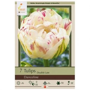 TULIP DOUBLE LATE ‘DANCELINE’ – 7 PACK