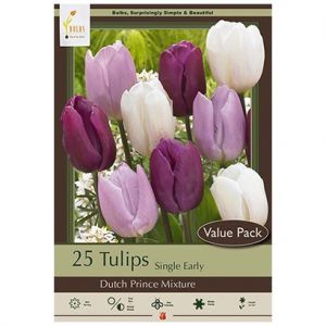 TULIP SINGLE EARLY ‘DUTCH PRINCE MIX’ – 20 VALUE PACK