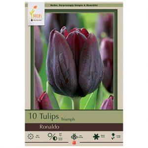 TULIP TRIUMPH ‘RONALDO’ – 10 PACK