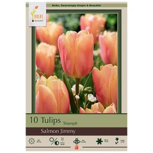 TULIP TRIUMPH ‘SALMON JIMMY’ – 8 PACK