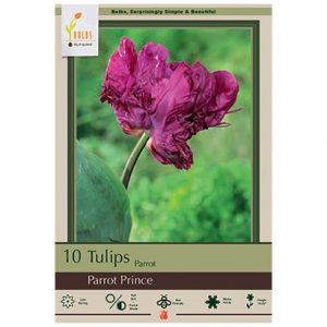 TULIP PARROT ‘PARROT PRINCE’ – 10 PACK