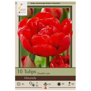 TULIP DOUBLE LATE ‘MIRANDA’ – 10 PACK