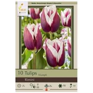 TULIP TRIUMPH ‘RIMINI’ – 10 PACK