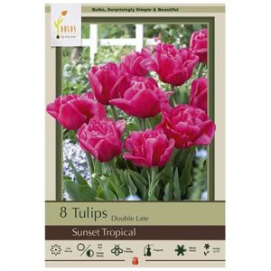 TULIP DOUBLE LATE ‘SUNSET TROPICAL’ – 8 PACK