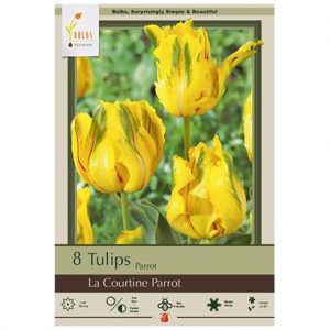 TULIP PARROT ‘LA COURTINE PARROT’ – 8 PACK