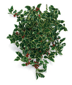 Holly Silver Variegated Bunch