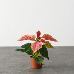 2.5″ Poinsettia – Marble