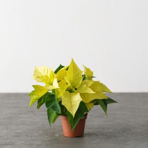 2.5″ Poinsettia – Lemon Glow