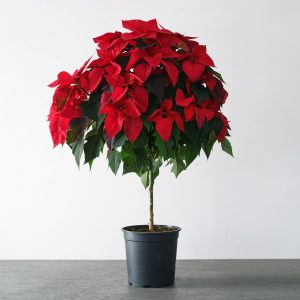 10″ Poinsettia Tree – Red