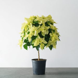 10″ Poinsettia Tree – White