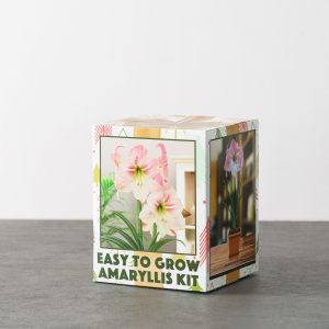 Indoor Grow Kit – Amaryllis Apple Blossom