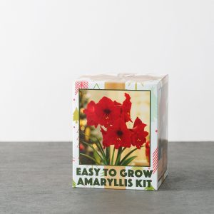 Indoor Grow Kit – Amaryllis Red Lion