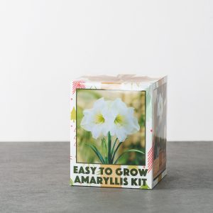 Indoor Grow Kit – Amaryllis White Christmas